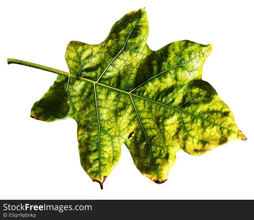 Close up of Green Leaf in Sri Lanka