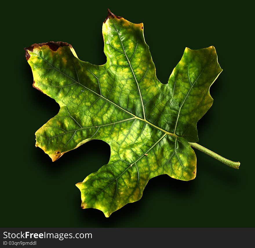 Close up of Green Leaf in Sri Lanka