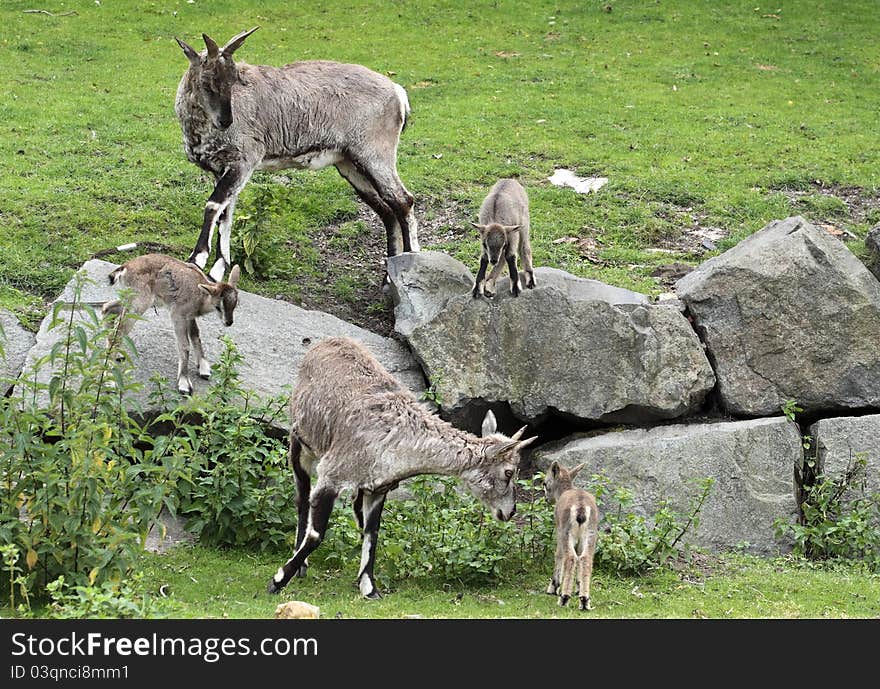 The family of himalayan blue sheeps.