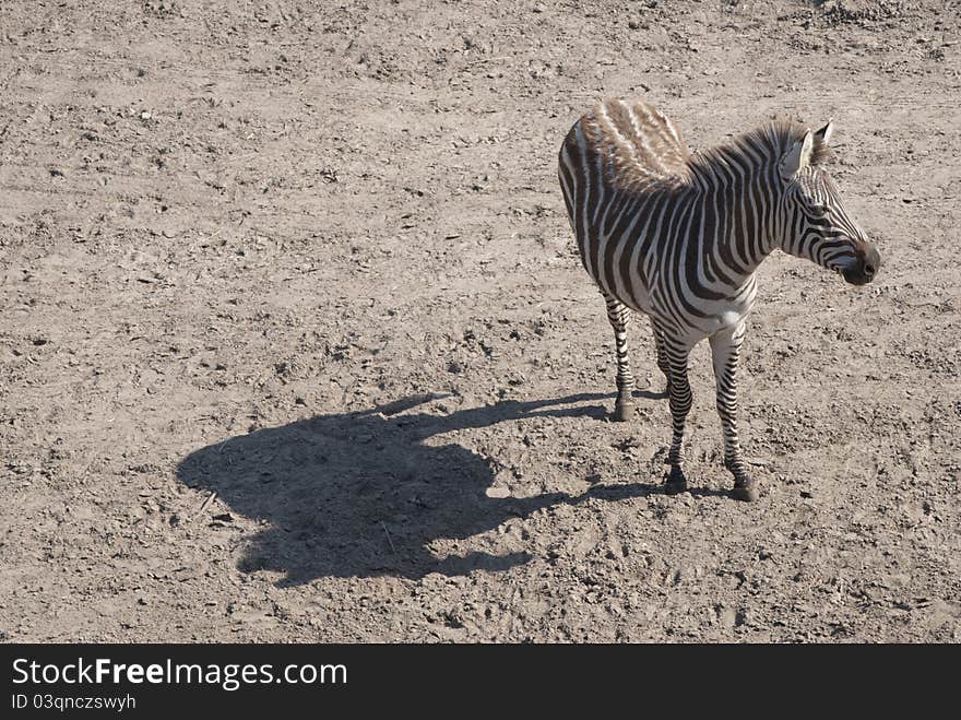 Zebra