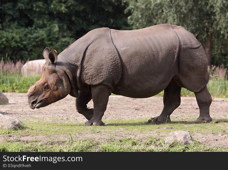 The strolling indian rhinoceros in the grass.