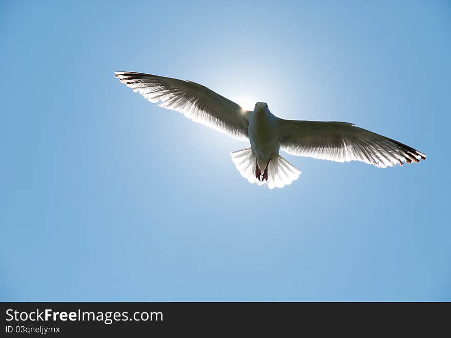 Seagull in flight