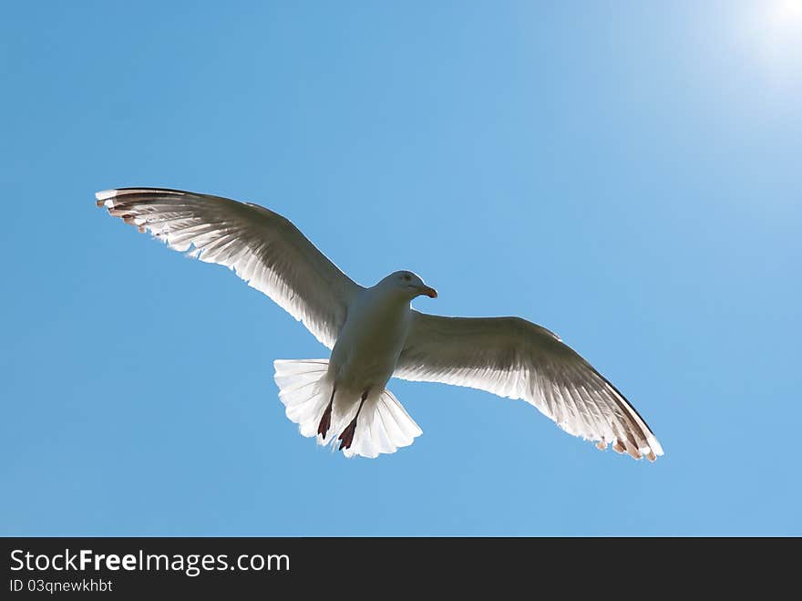 Seagull in flight