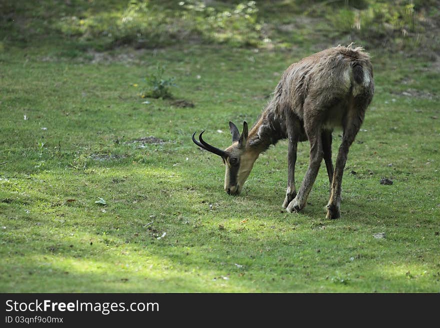 The chamois in the pasture.