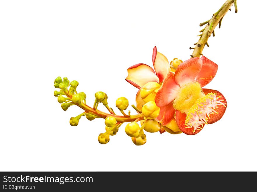 Cannonball Tree S Flower