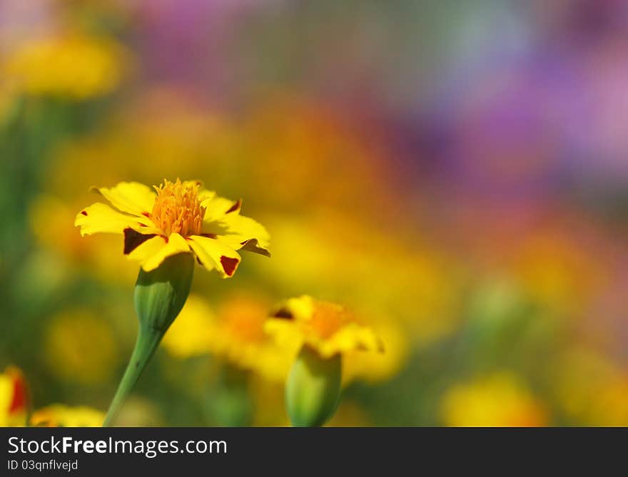 Close up of  tagetes flower