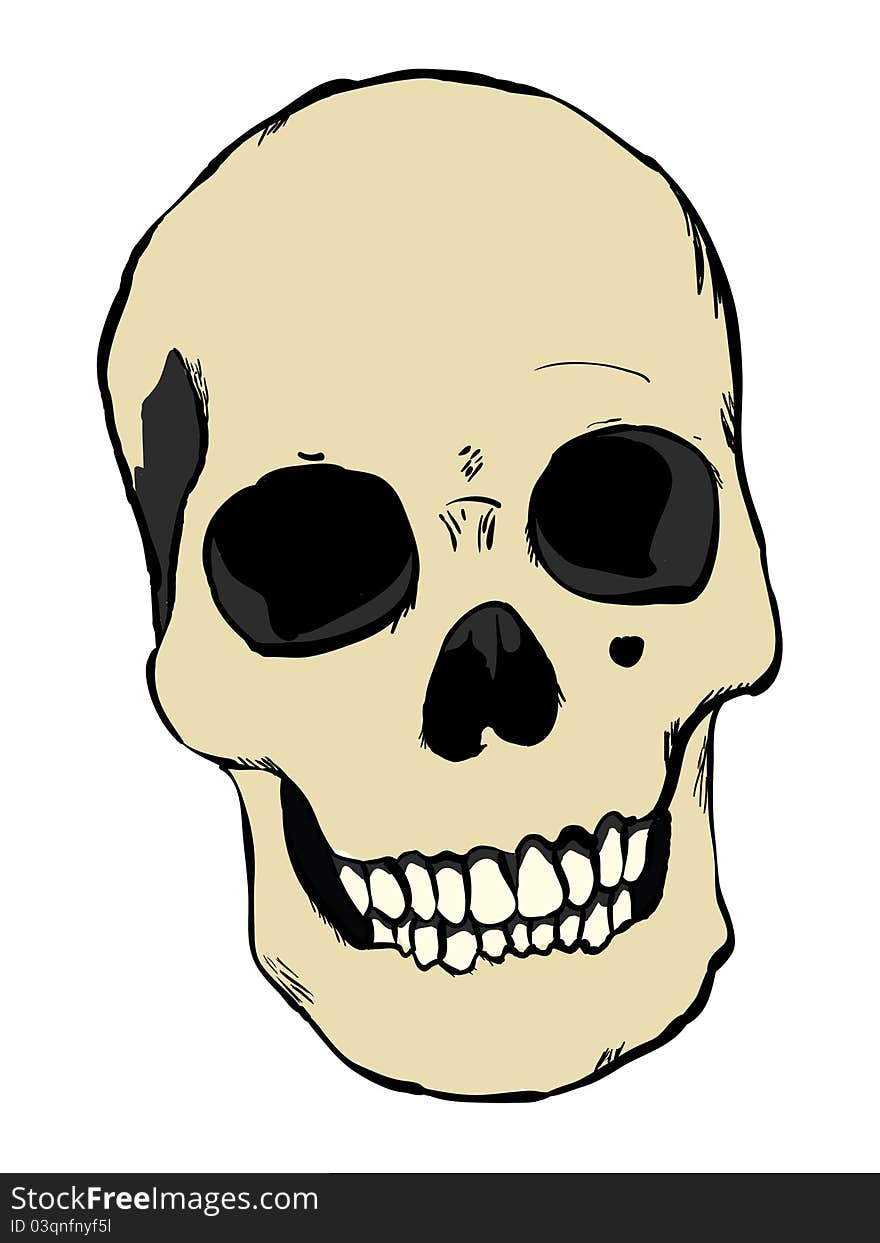 Human Skull