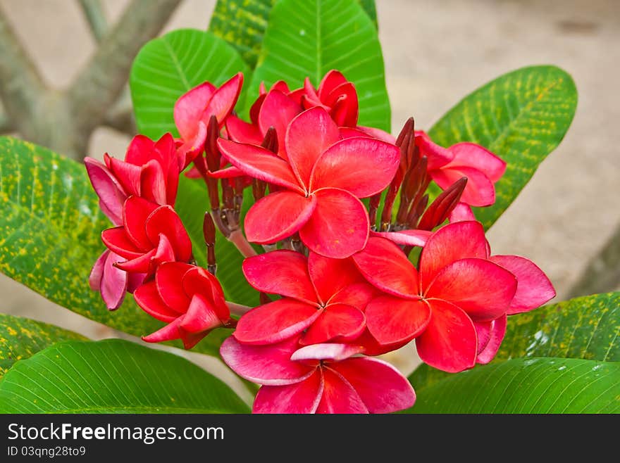 Group Of Plumeria Flower