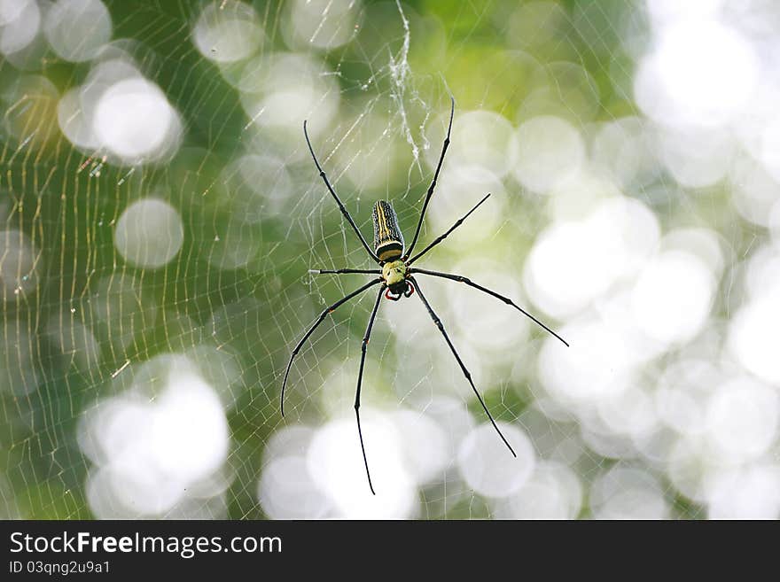 Spider are air-breathing arthropods that have eight legs