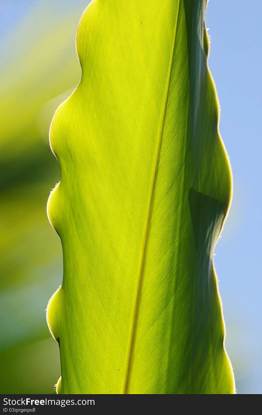 Green Leaf texture and background