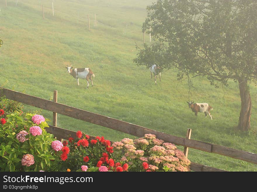 Foggy garden with trees and flowers in summer