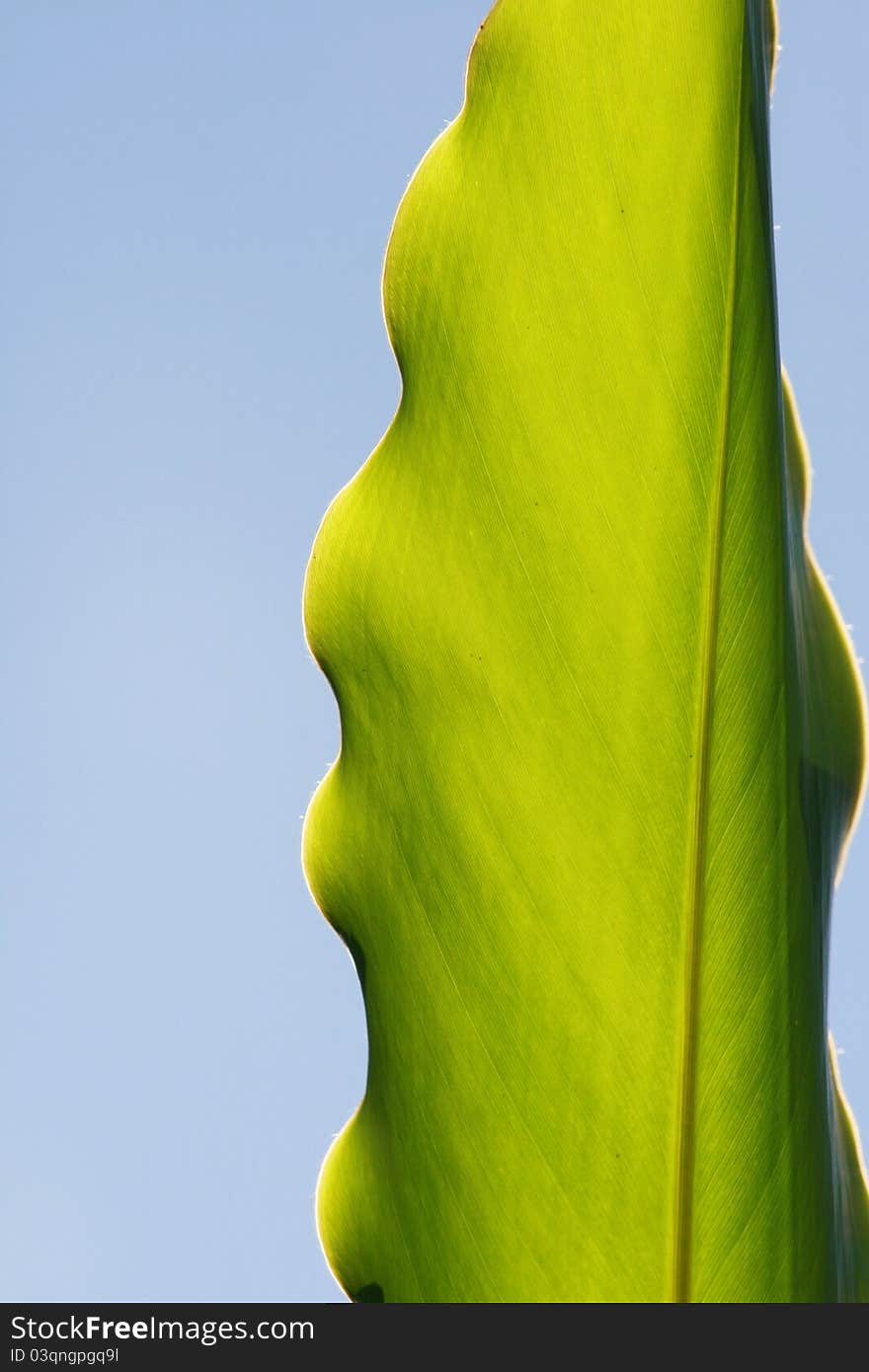 Green Leaf texture and background