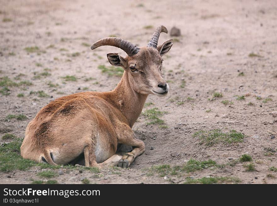 Ustuyrt Mountain Sheep