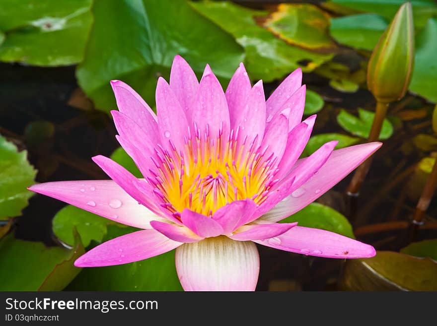 Pink lotus blooming