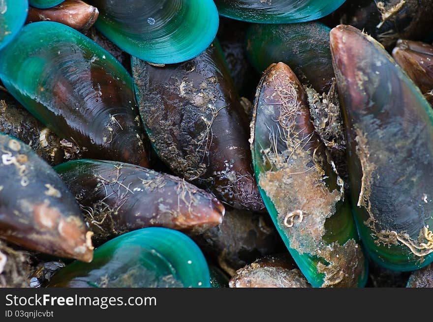 Group of fresh sea mussels background