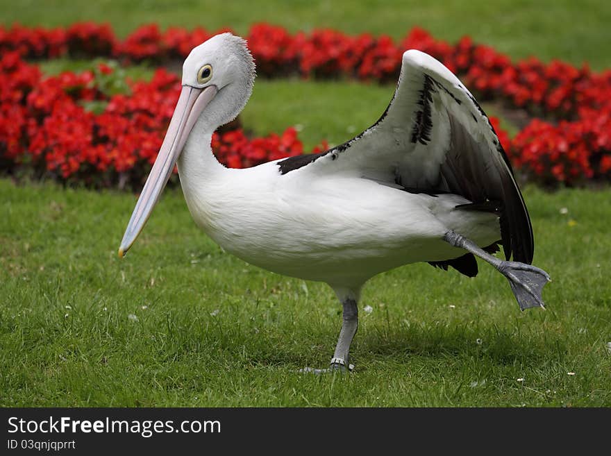 Australian pelican standing on one leg.