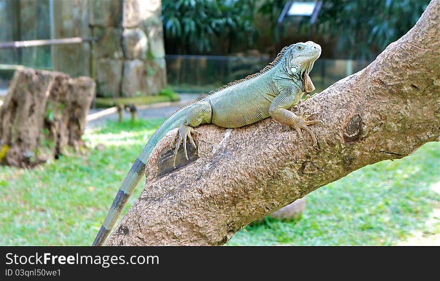 Iguana On A Tree