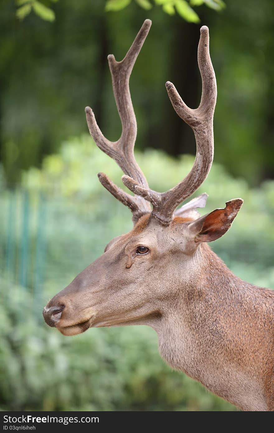 The detail of atlas red deer. The detail of atlas red deer.