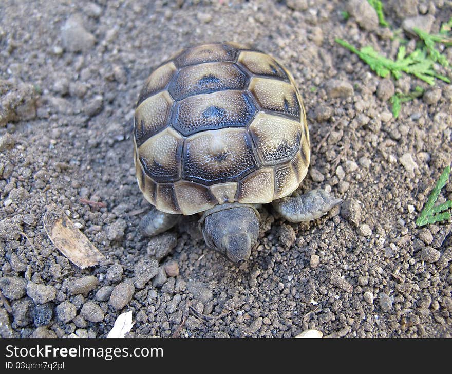 The spur-thighed tortoise or Greek tortoise is one of four European members of the Testudinidae family of tortoises.