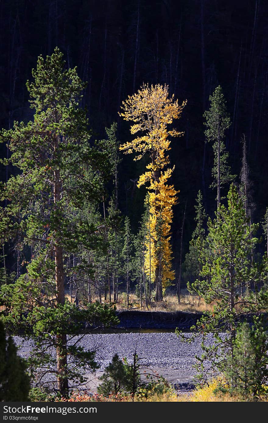 Tall aspen tree in the fall by the river