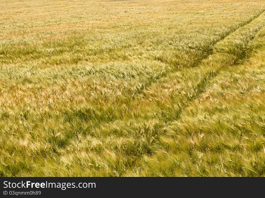 Agricultural field on which cereals are grown up, some of which have already ripened. Agricultural field on which cereals are grown up, some of which have already ripened