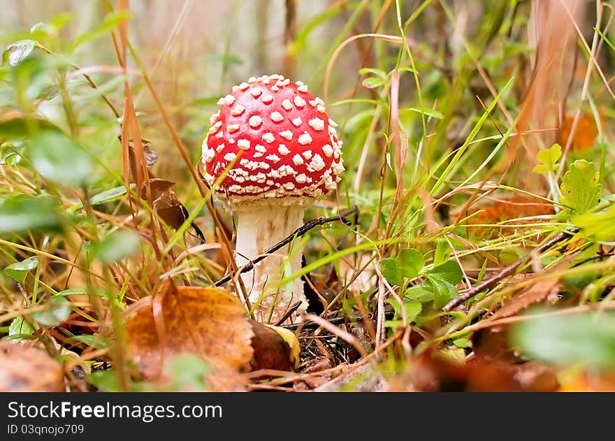 Amanita in a forest glade