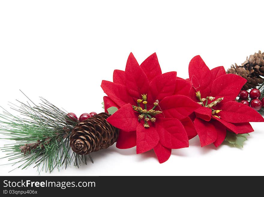 Poinsettia with fir cone