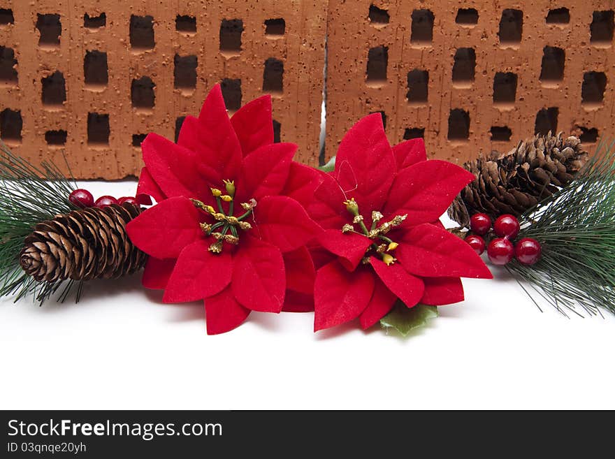 Poinsettia with pine cone