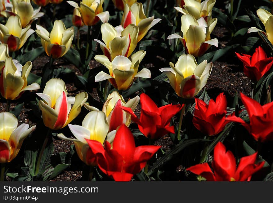 Red and yellov tulips