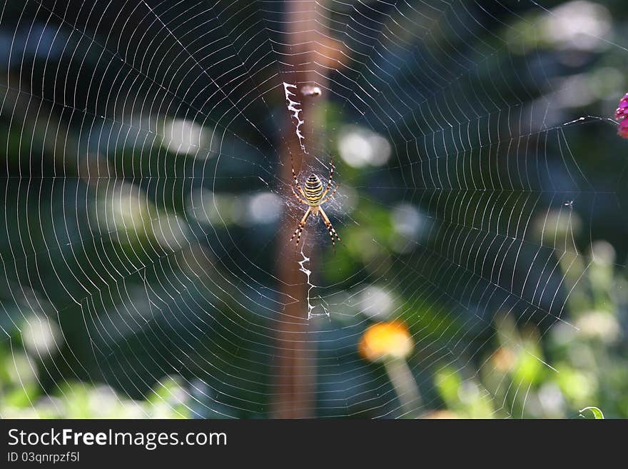 Argiope bruennichi spider on the web