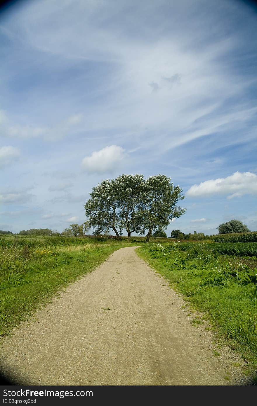 Tree in the overflow of the Maas River, The Netherlands. Tree in the overflow of the Maas River, The Netherlands.