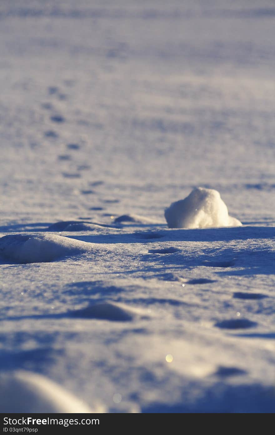 Tracks on snow