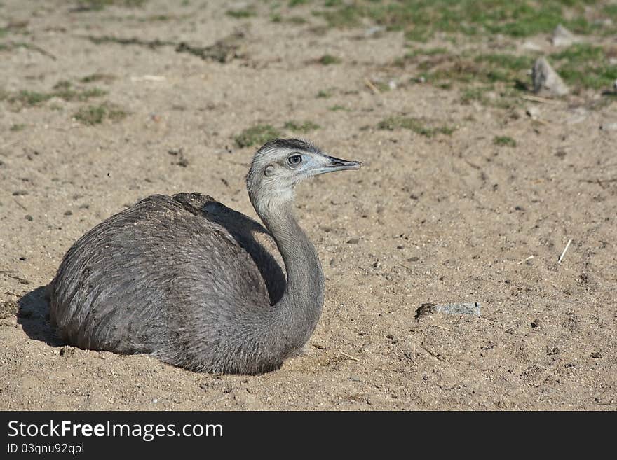 Sitting Greater Rhea