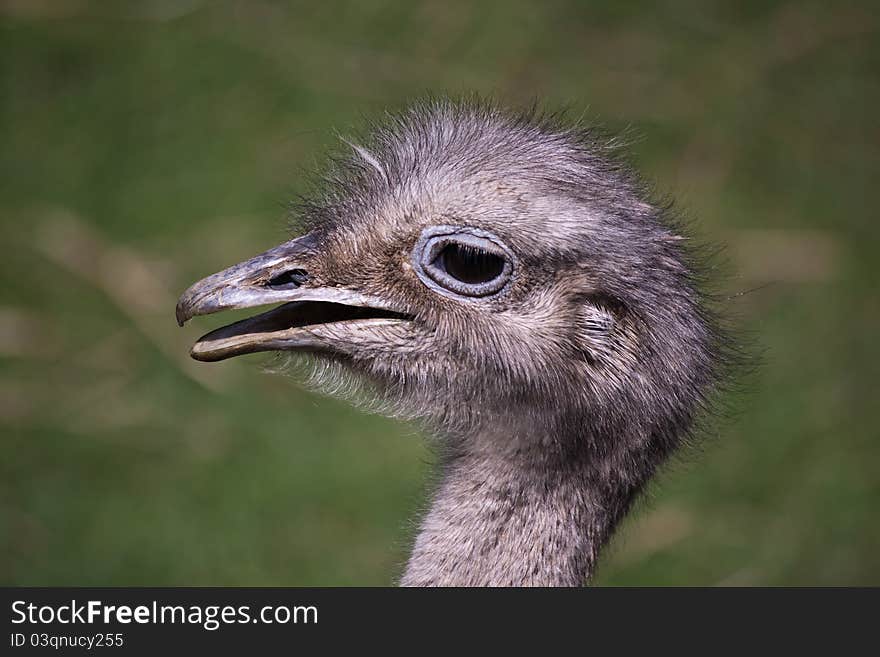 American Rheas Head