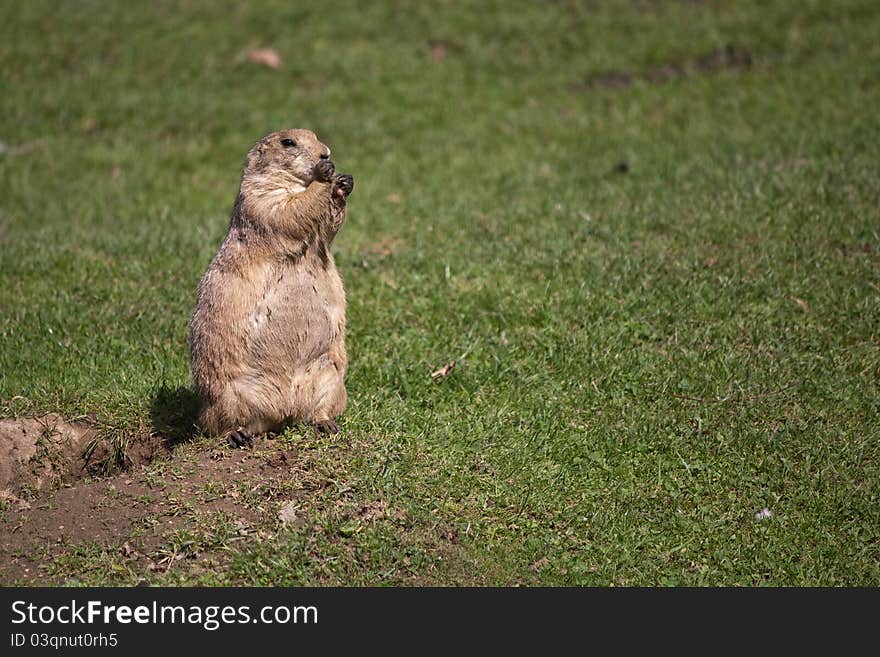 Black-tailed prairie dog