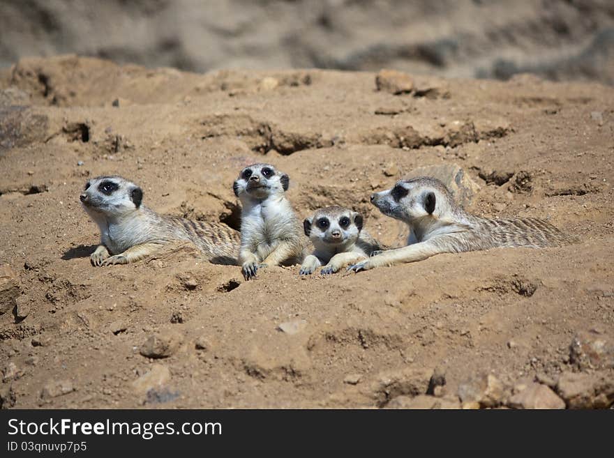 Four merkats (Suricata suricatta) resting on the ground. Four merkats (Suricata suricatta) resting on the ground