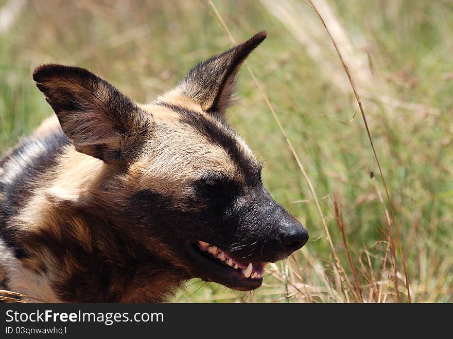 A wild dog in Africa