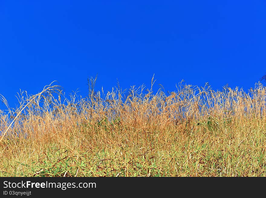 Yellow grass with blue sky