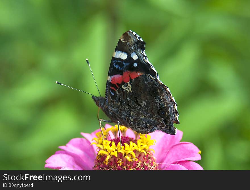 Butterfly The Admiral On A Pink Flower