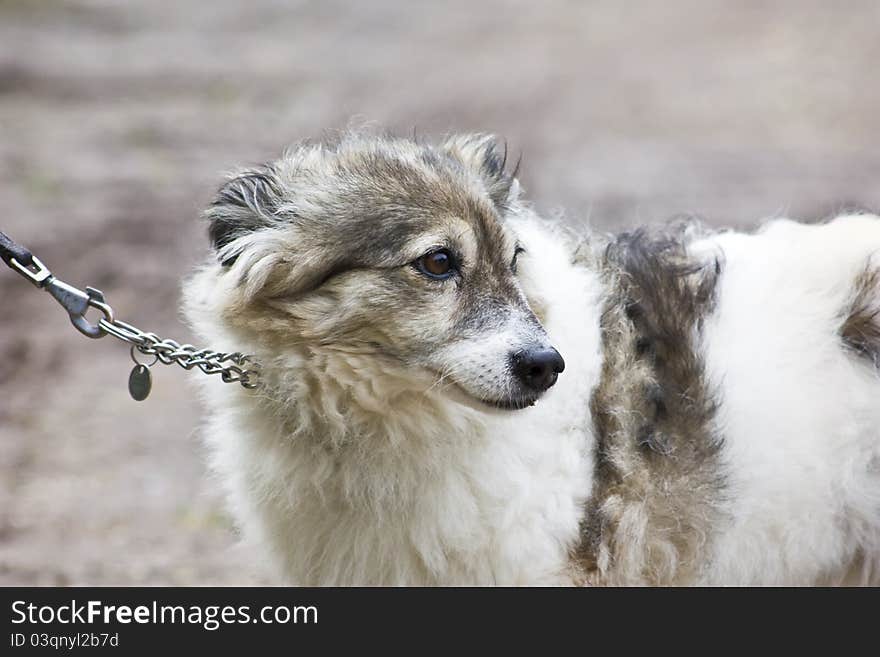 Portrait of Small White and Brown Dog. Portrait of Small White and Brown Dog