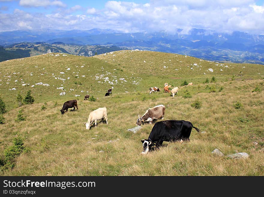 Rural landscape with cows