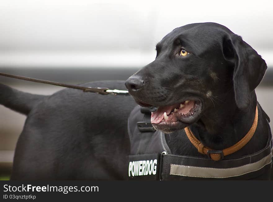 Catahoula without Patches, just Black. Catahoula without Patches, just Black