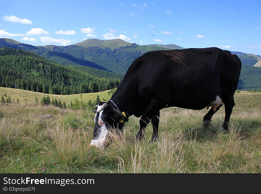 Rural landscape with black cow