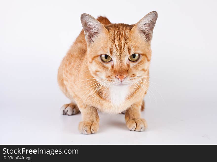 A young siamese cat is looking on a camera. A young siamese cat is looking on a camera.