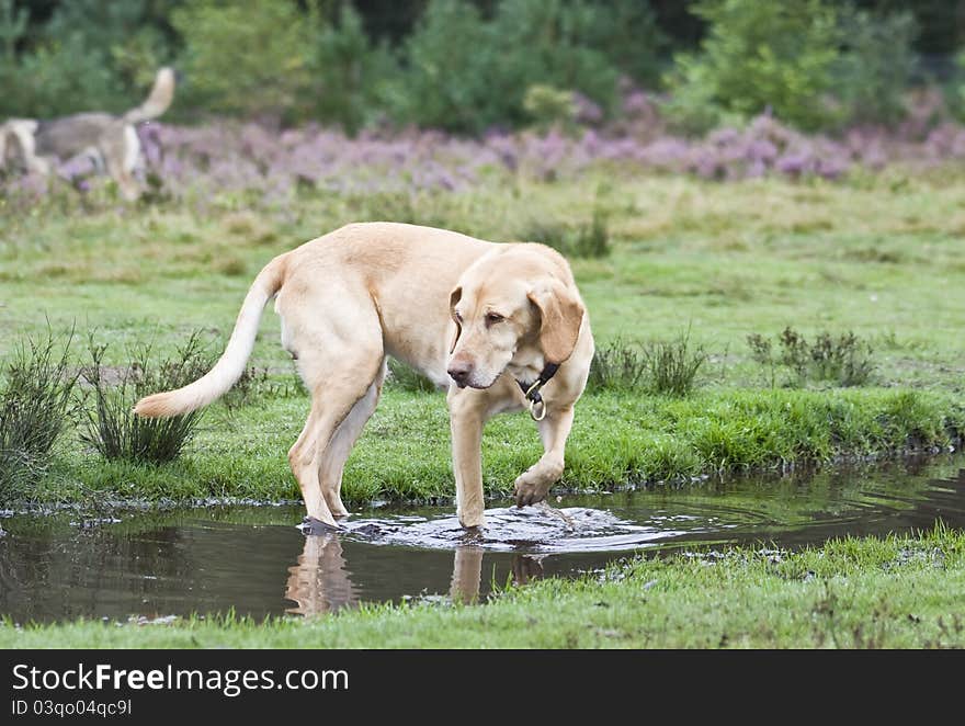 Old Retriever in Small Lake. Old Retriever in Small Lake