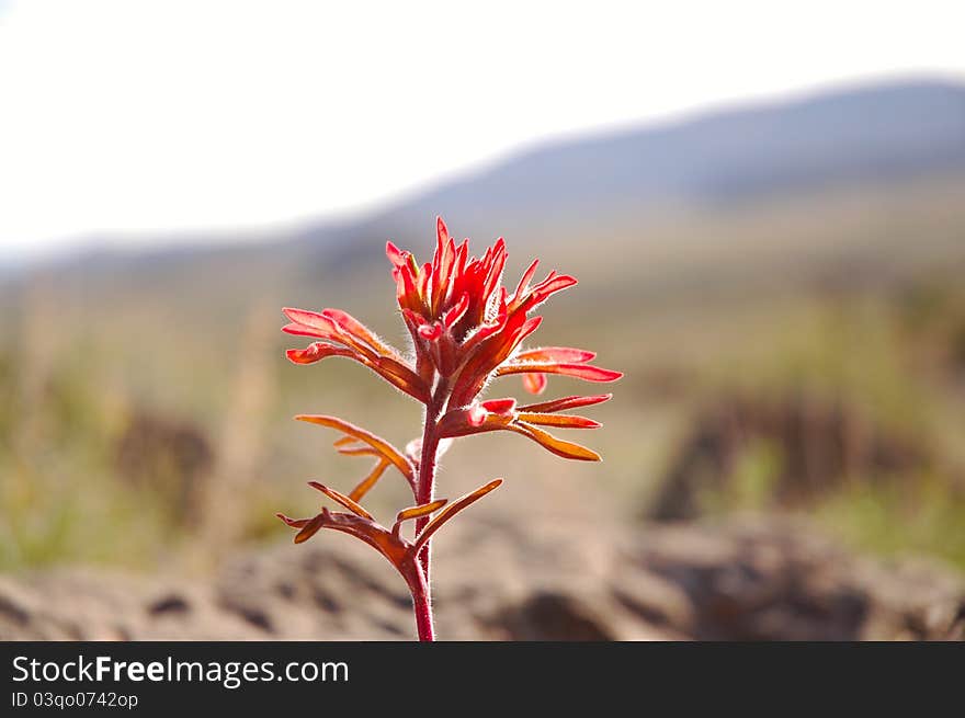 Indian Paintbrush