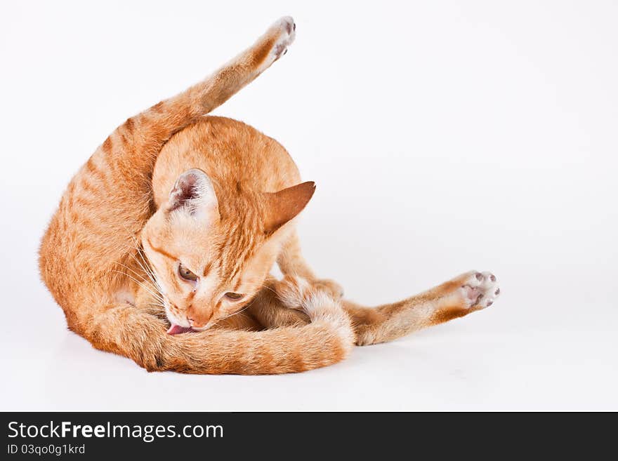 The cat licks at his tail. The cat licks at his tail.