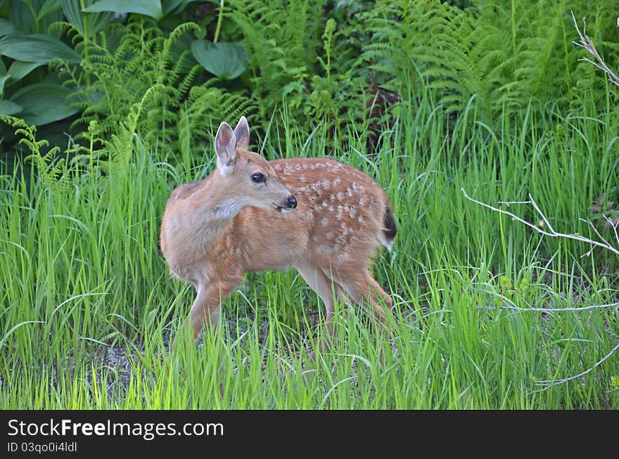 Baby deer grazing and feeding on top of Grouse Mountain, in Vancouver Canada