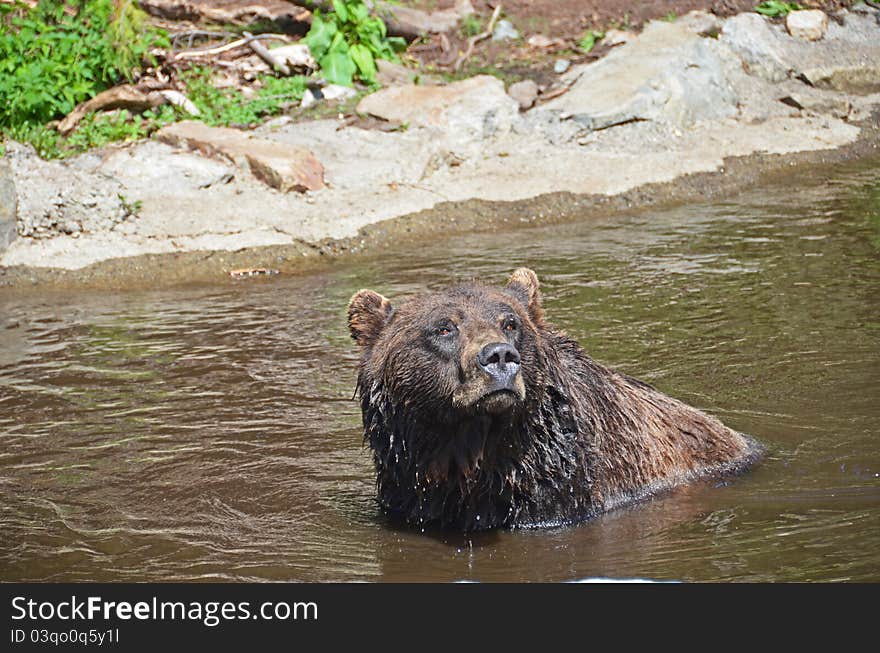 Grizzley Bear playing in water