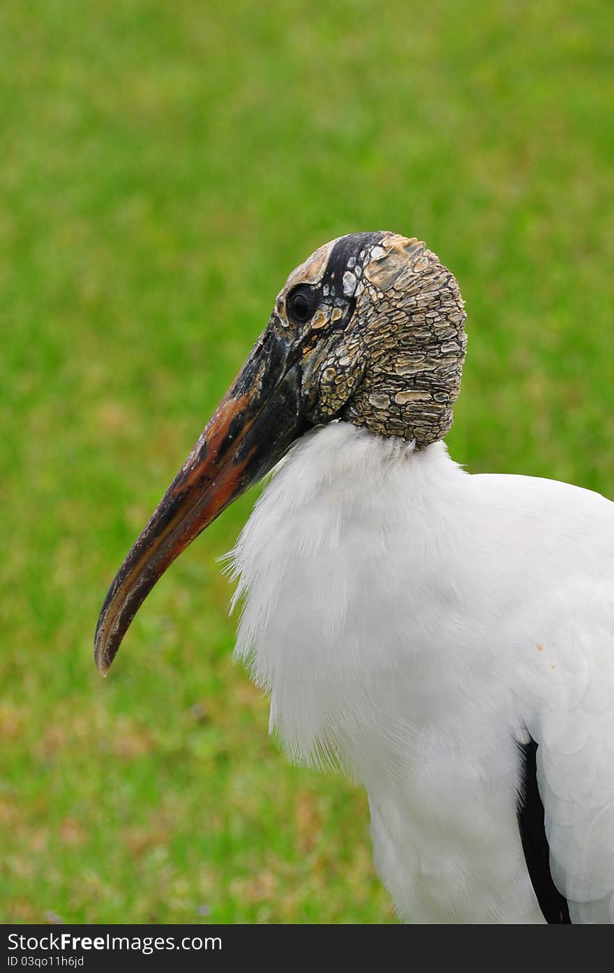 Endangered Wood Stork in a field